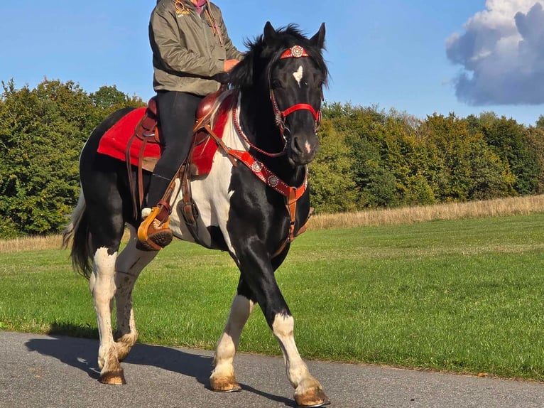 Pinto Horse Castrone 3 Anni 155 cm Pezzato in Linkenbach