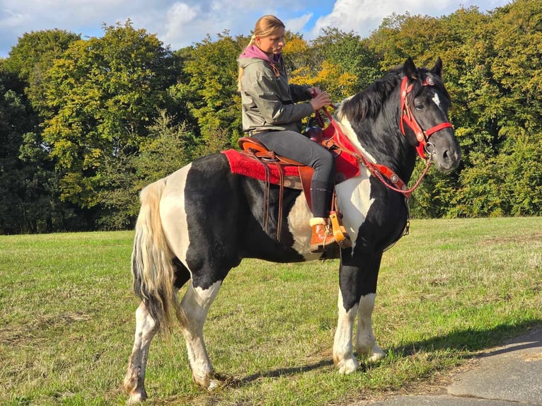 Pinto Horse Castrone 3 Anni 155 cm Pezzato in Linkenbach