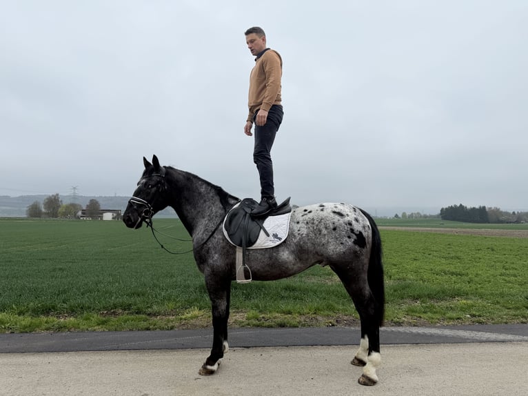 Pinto Horse Mix Castrone 3 Anni 158 cm Leopard in Riedlingen