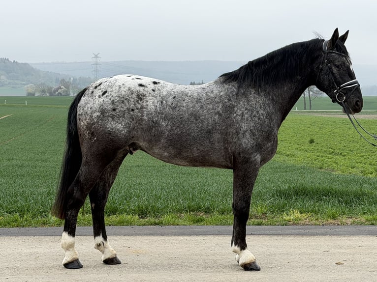 Pinto Horse Mix Castrone 3 Anni 158 cm Leopard in Riedlingen