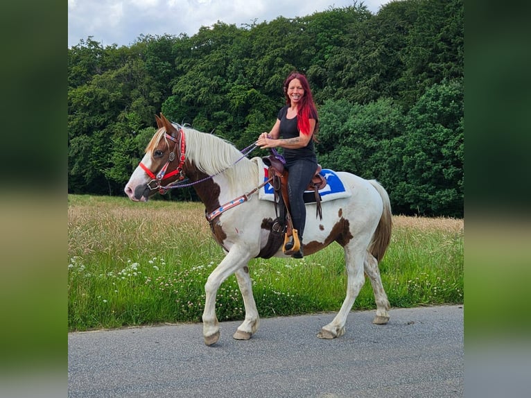 Pinto Horse Castrone 3 Anni 160 cm Pezzato in Linkenbach