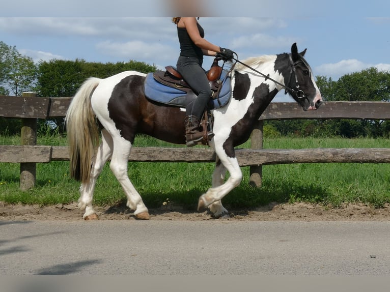 Pinto Horse Castrone 4 Anni 141 cm Pezzato in Lathen