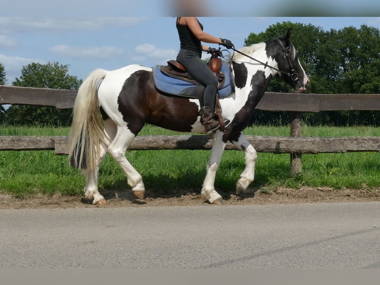 Pinto Horse Castrone 4 Anni 141 cm Pezzato in Lathen