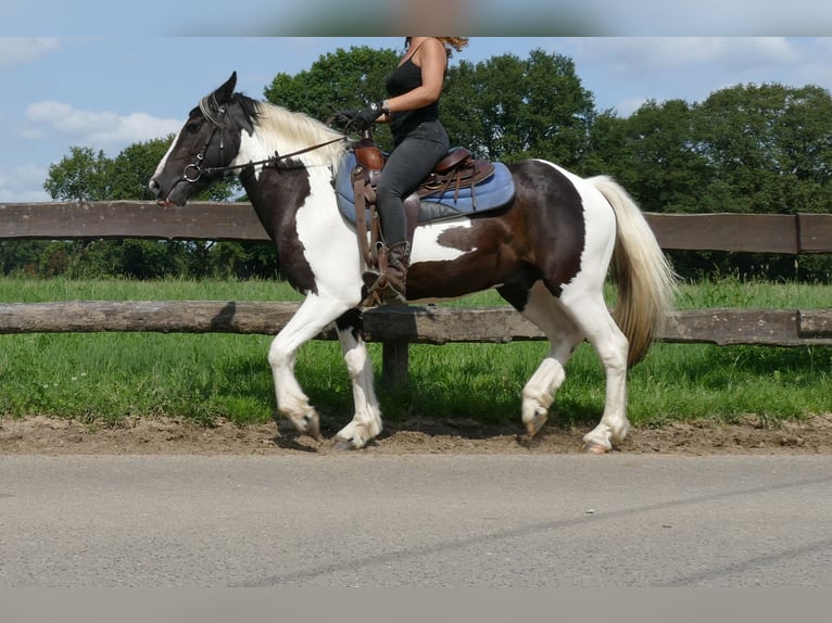 Pinto Horse Castrone 4 Anni 141 cm Pezzato in Lathen