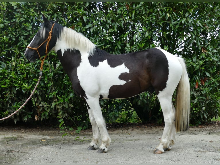 Pinto Horse Castrone 4 Anni 141 cm Pezzato in Lathen