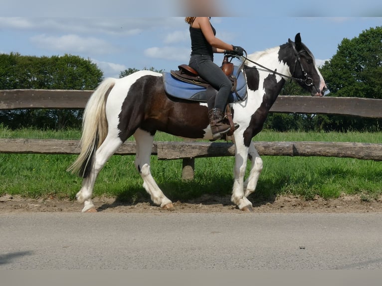 Pinto Horse Castrone 4 Anni 141 cm Pezzato in Lathen