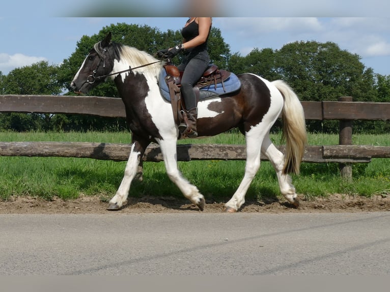 Pinto Horse Castrone 4 Anni 141 cm Pezzato in Lathen