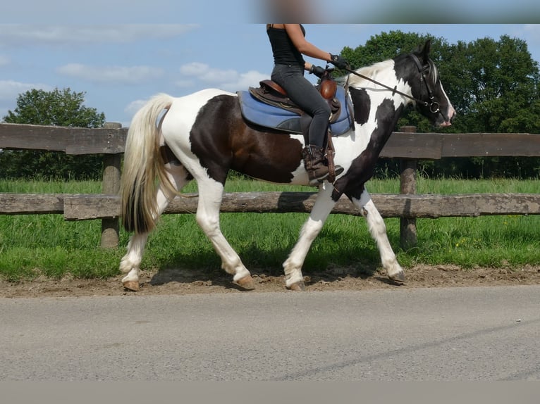 Pinto Horse Castrone 4 Anni 141 cm Pezzato in Lathen