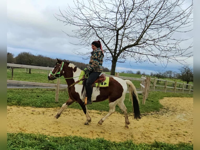 Pinto Horse Castrone 4 Anni 143 cm Pezzato in Linkenbach
