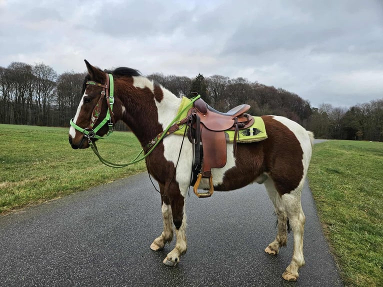 Pinto Horse Castrone 4 Anni 143 cm Pezzato in Linkenbach
