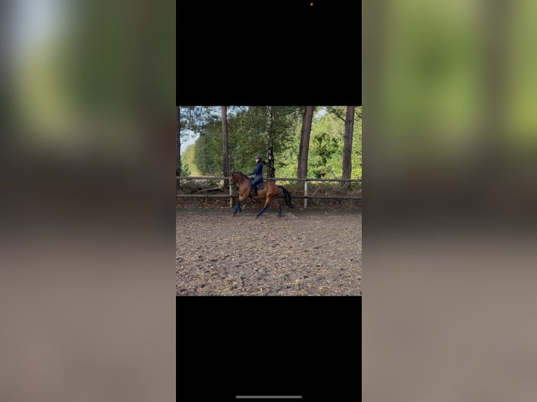 Pinto Horse Castrone 4 Anni 146 cm Baio in Gro&#xDF;enkneten