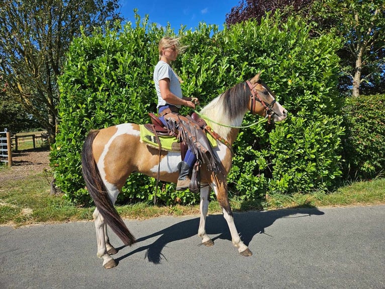 Pinto Horse Castrone 4 Anni 146 cm Pezzato in Linkenbach