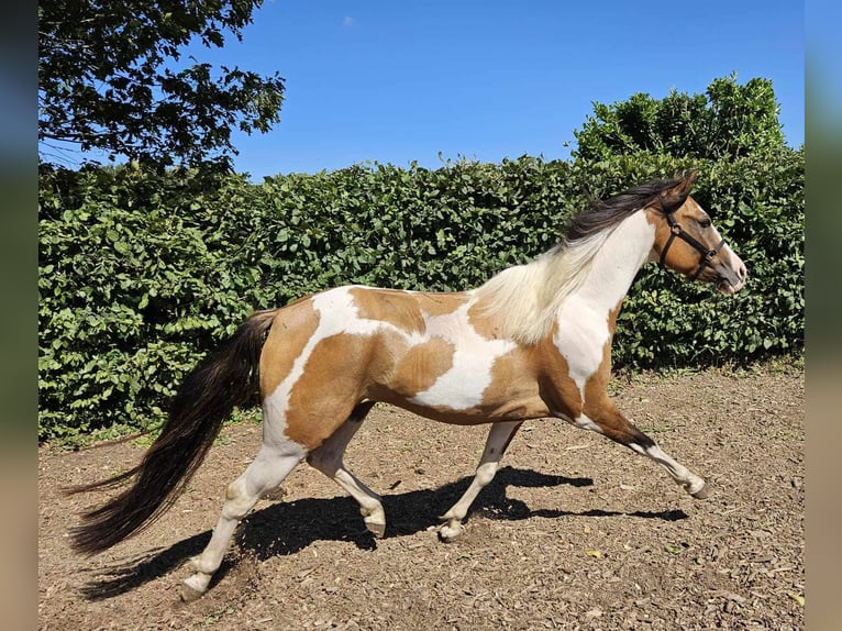 Pinto Horse Castrone 4 Anni 146 cm Pezzato in Linkenbach