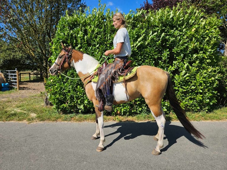 Pinto Horse Castrone 4 Anni 146 cm Pezzato in Linkenbach