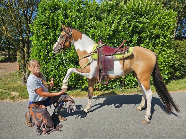 Pinto Horse Castrone 4 Anni 146 cm Pezzato in Linkenbach