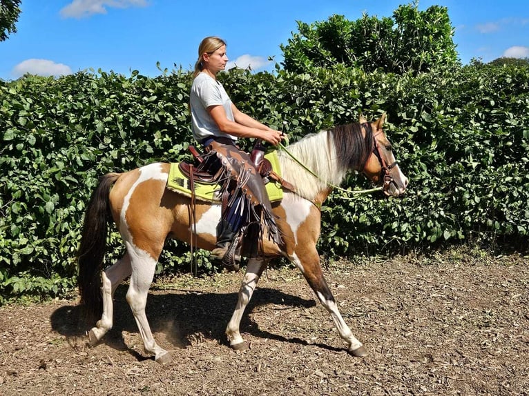 Pinto Horse Castrone 4 Anni 146 cm Pezzato in Linkenbach