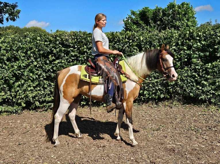 Pinto Horse Castrone 4 Anni 146 cm Pezzato in Linkenbach