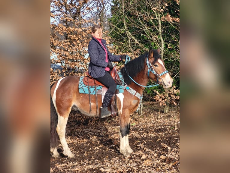 Pinto Horse Castrone 4 Anni 150 cm Pezzato in Linkenbach
