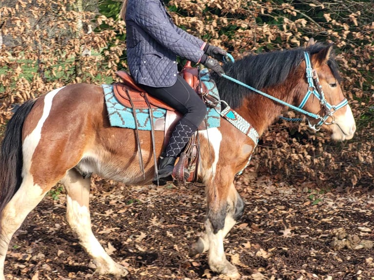 Pinto Horse Castrone 4 Anni 150 cm Pezzato in Linkenbach