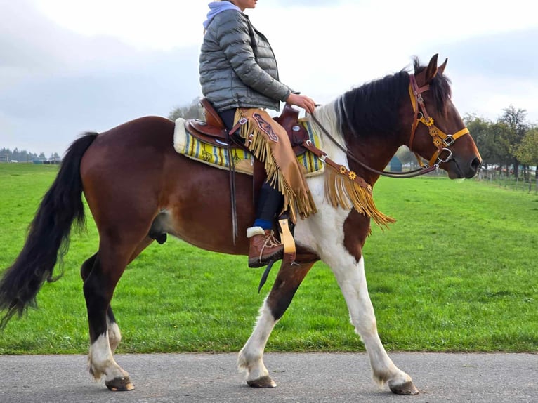 Pinto Horse Castrone 4 Anni 152 cm Pezzato in Linkenbach