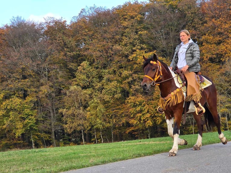 Pinto Horse Castrone 4 Anni 152 cm Pezzato in Linkenbach