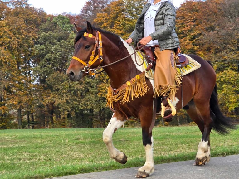 Pinto Horse Castrone 4 Anni 152 cm Pezzato in Linkenbach