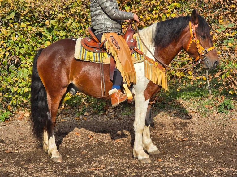 Pinto Horse Castrone 4 Anni 152 cm Pezzato in Linkenbach