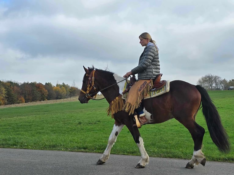 Pinto Horse Castrone 4 Anni 152 cm Pezzato in Linkenbach