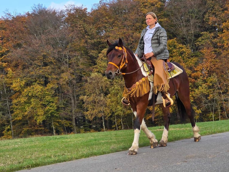 Pinto Horse Castrone 4 Anni 152 cm Pezzato in Linkenbach