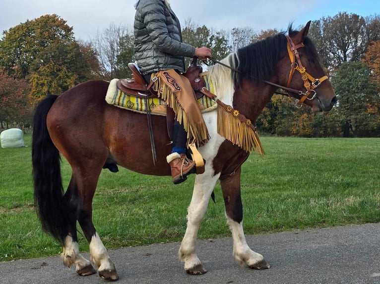 Pinto Horse Castrone 4 Anni 152 cm Pezzato in Linkenbach