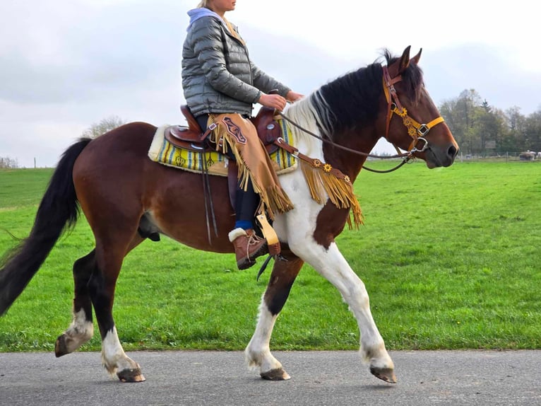 Pinto Horse Castrone 4 Anni 152 cm Pezzato in Linkenbach