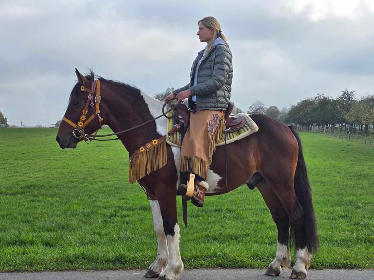 Pinto Horse Castrone 4 Anni 152 cm Pezzato in Linkenbach