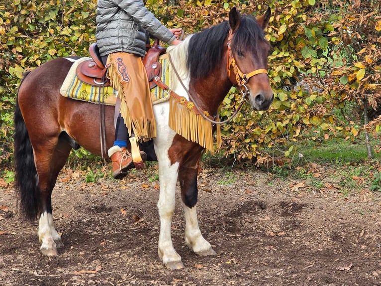 Pinto Horse Castrone 4 Anni 152 cm Pezzato in Linkenbach