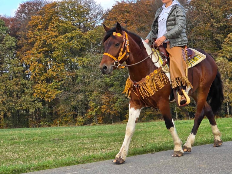 Pinto Horse Castrone 4 Anni 152 cm Pezzato in Linkenbach