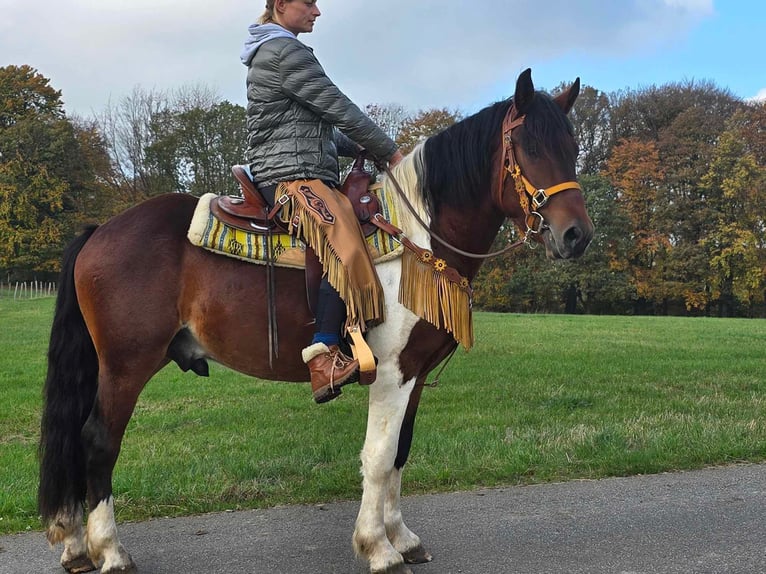 Pinto Horse Castrone 4 Anni 152 cm Pezzato in Linkenbach