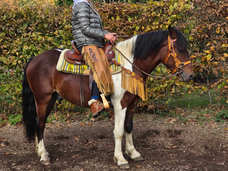 Pinto Horse Castrone 4 Anni 152 cm Pezzato in Linkenbach