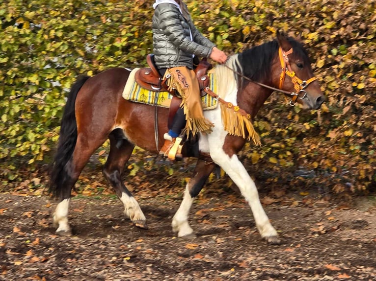 Pinto Horse Castrone 4 Anni 152 cm Pezzato in Linkenbach