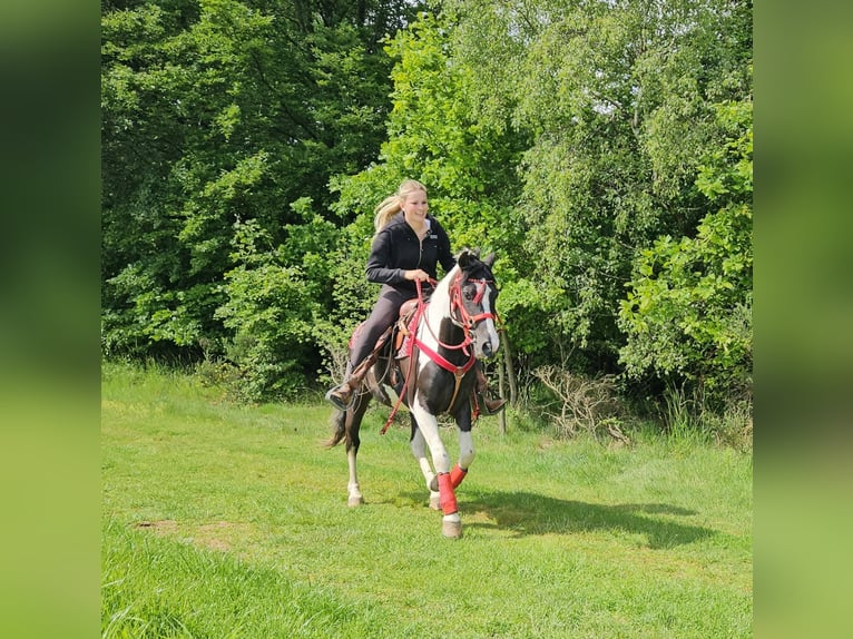 Pinto Horse Castrone 4 Anni 152 cm Pezzato in Linkenbach