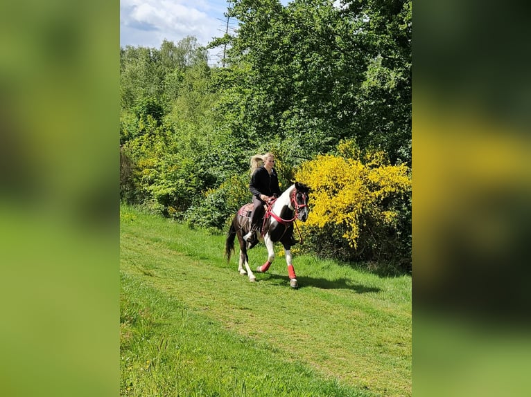 Pinto Horse Castrone 4 Anni 152 cm Pezzato in Linkenbach
