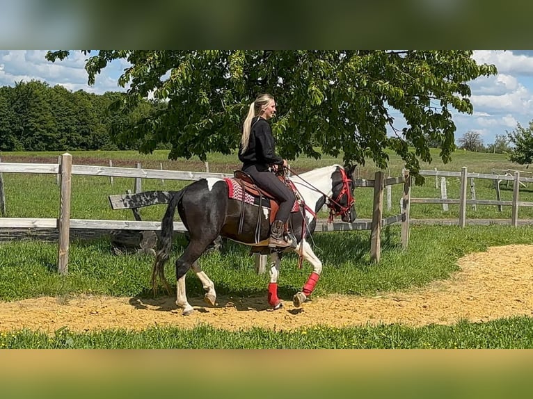 Pinto Horse Castrone 4 Anni 152 cm Pezzato in Linkenbach