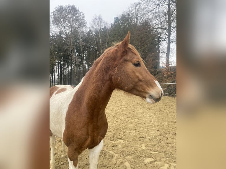 Pinto Horse Mix Castrone 4 Anni 154 cm Pezzato in Pfaffenhofen an der Ilm