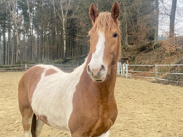 Pinto Horse Mix Castrone 4 Anni 154 cm Pezzato in Pfaffenhofen an der Ilm