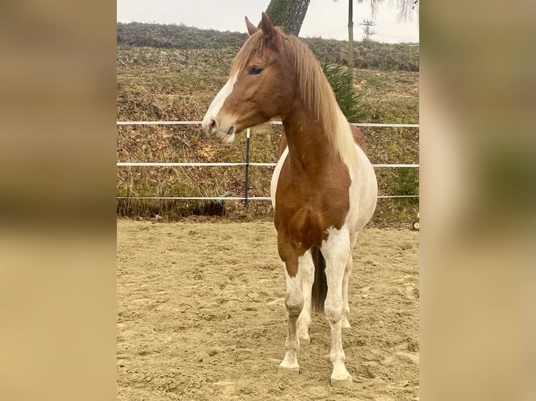 Pinto Horse Mix Castrone 4 Anni 154 cm Pezzato in Pfaffenhofen an der Ilm