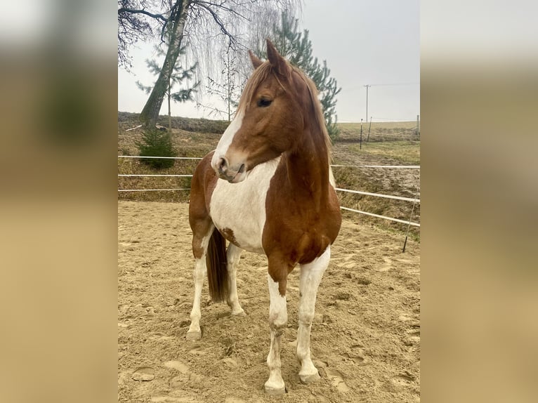 Pinto Horse Mix Castrone 4 Anni 154 cm Pezzato in Pfaffenhofen an der Ilm