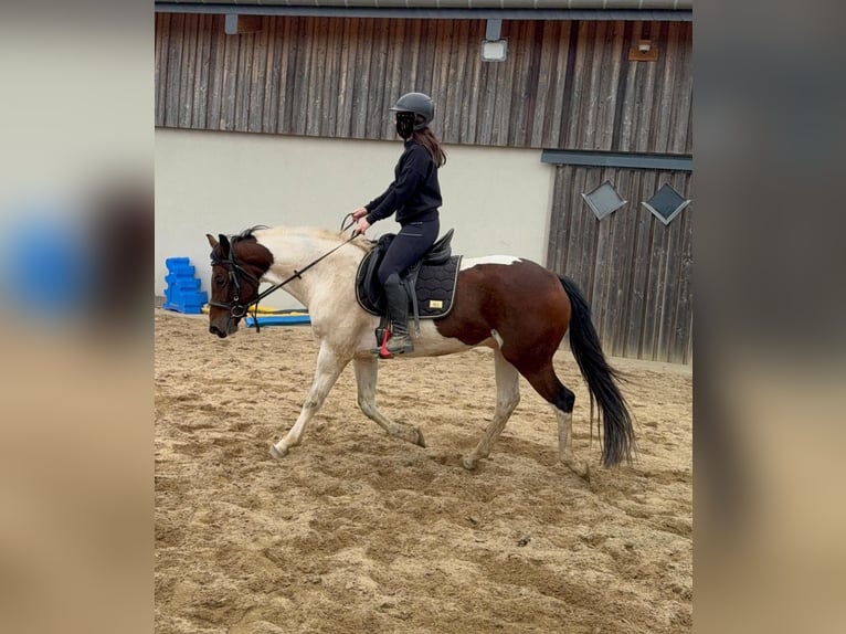 Pinto Horse Castrone 4 Anni 154 cm Pezzato in Daleiden