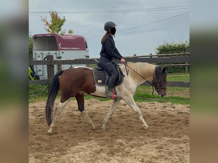 Pinto Horse Castrone 4 Anni 154 cm Pezzato in Daleiden