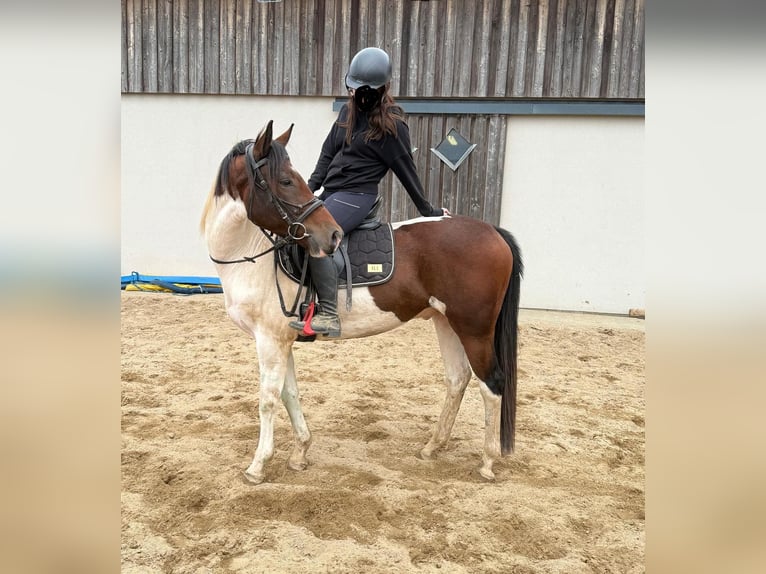 Pinto Horse Castrone 4 Anni 154 cm Pezzato in Daleiden