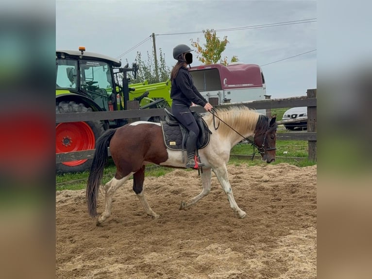Pinto Horse Castrone 4 Anni 154 cm Pezzato in Daleiden