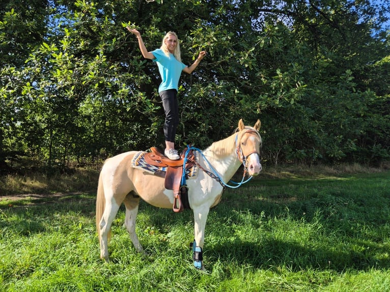 Pinto Horse Castrone 4 Anni 154 cm Pezzato in Linkenbach