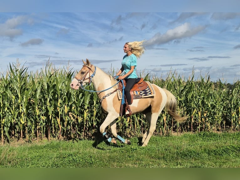 Pinto Horse Castrone 4 Anni 154 cm Pezzato in Linkenbach